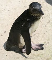 Brillenpinguin-217.jpg